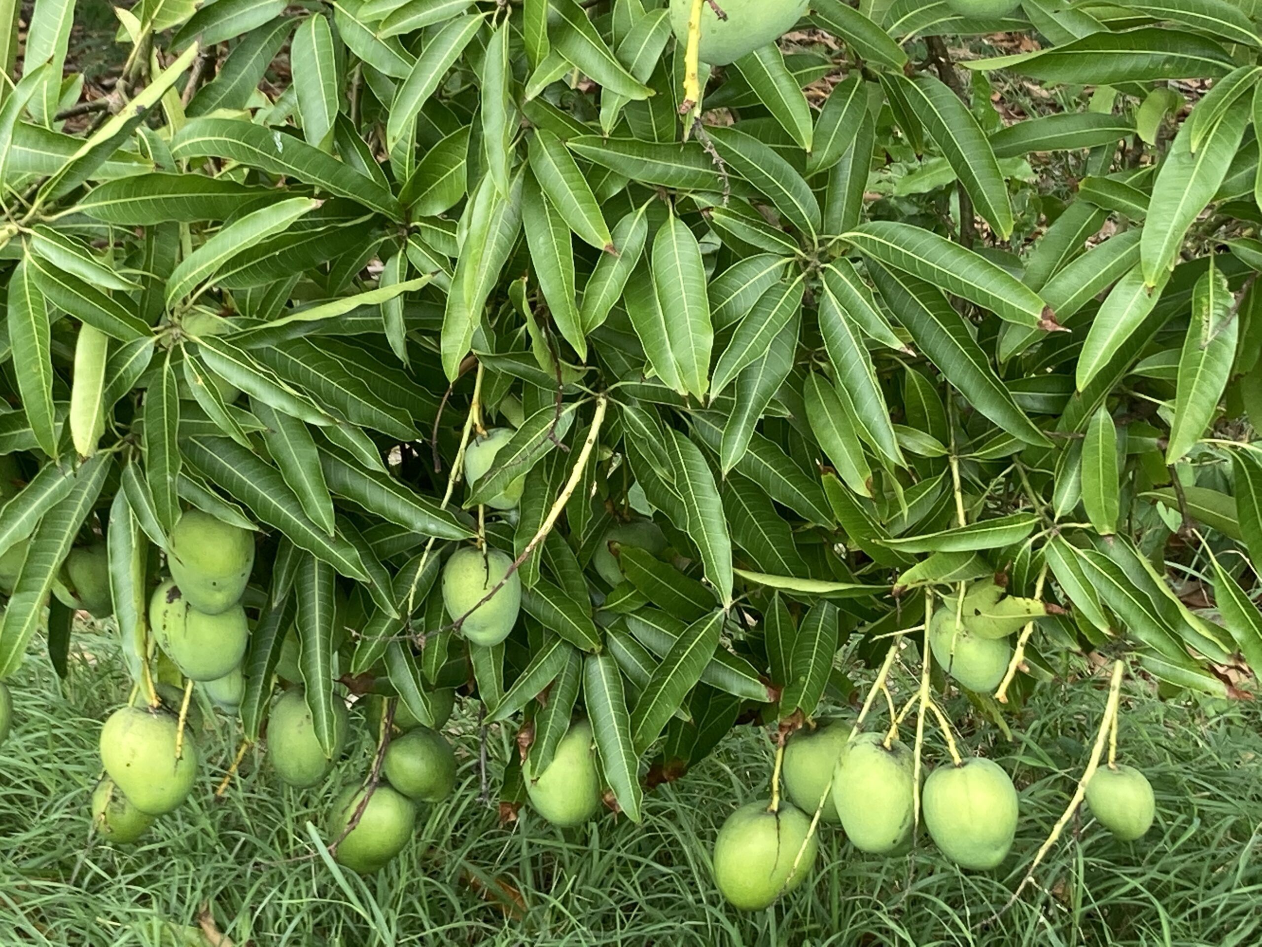 La saison des mangues en Guadeloupe - OT Nord Grande-Terre Guadeloupe
