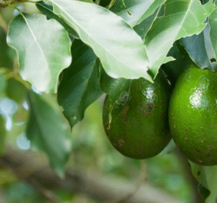 Pwodui an nou : la saison des avocats en Guadeloupe !