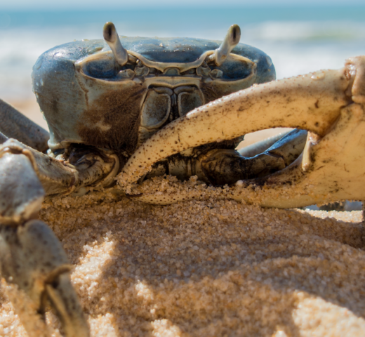 crabe-paques-guadeloupe