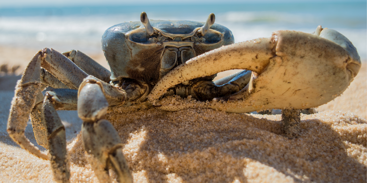 crabe-paques-guadeloupe