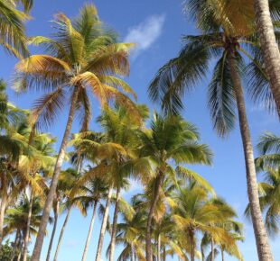 3 plages pour célébrer pâques en famille en Guadeloupe !
